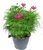Cosmos bipinnatus - Cosmea rot