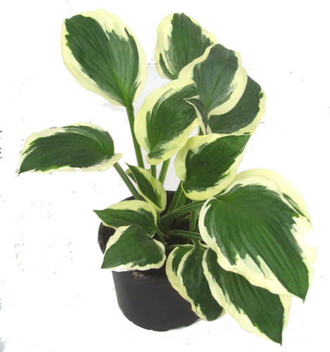 Hosta fortunei 'Patriot' - Funkie, Herzblattlilien