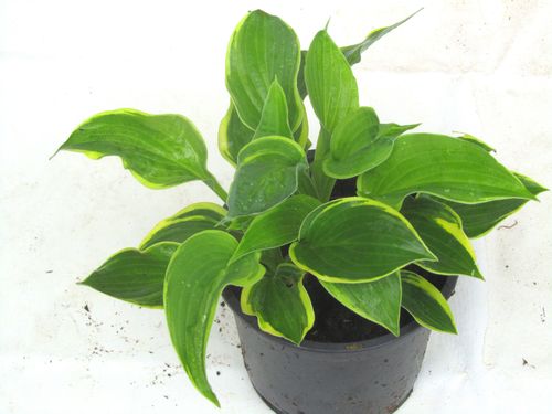 Hosta fortunei 'Wide Brim' - Funkie, Herzblattlilien
