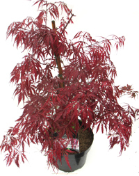 Acer palmatum  dissectum `Garnet'  roter Japanischer Schlitzahorn