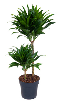 Dracaena fragrans compacta - Drachenbaum -  Zimmerpflanzen Höhe: 90 cm