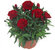 Dianthus caryophyllus - Nelke rot Duftpflanzen