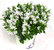 Campanula portenschlagiana weiß- Dalmatiner Glockenblume weiß