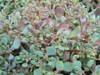 Sedum sunsparkler - Fetthenne