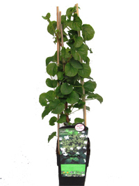 Hydrangea petiolaris - Kletterhortensie - Kletterpflanzen