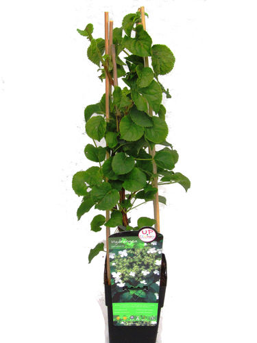 Hydrangea petiolaris - Kletterhortensie - Kletterpflanzen