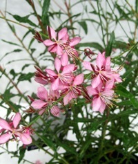 Gaura lindheimerii  rosa  -  Prachtkerze
