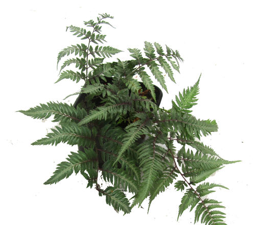 Japanischer Regenbogenfarn - Athyrium niponicum 'Metallicum'