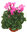 Cyclamen persicum rosa- Alpenveilchen