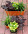 Balkonpflanzen-Set für Balkonkästen 40 cm lang