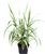 Arundo donax variegata - Pfahlrohr -Gräser