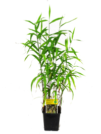 Uniola latifolia - Plattährengras  -Gräser