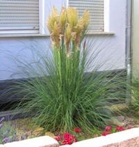 Cortaderia selleona  'Evita' -  Pampasgras      -Gräser
