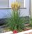 Cortaderia selleona 'Evita' - Pampasgras -Gräser