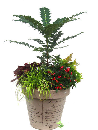 Pflanzenset Winter Märchen für Pflanzkübel Ø  35-60 cm