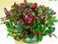Gaultheria procumbens - rote Teppichbeere, Scheinbeere 11 cmTopf