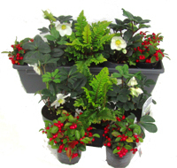 Edles Balkonpflanzen-Set mit Christrosen für Balkonkästen ab 60 cm