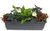 Edles Balkonpflanzen-Set mit Christrosen für Balkonkästen ab 60 cm
