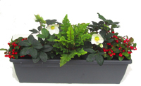 Bepflanzter Balkonkasten 60 cm wintergrün mit Christrosen