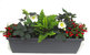 Bepflanzter Balkonkasten 60 cm wintergrün mit Christrosen