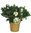 Helleborus niger - Christrose XL 'Christmas Carol'. 19 cm Topf