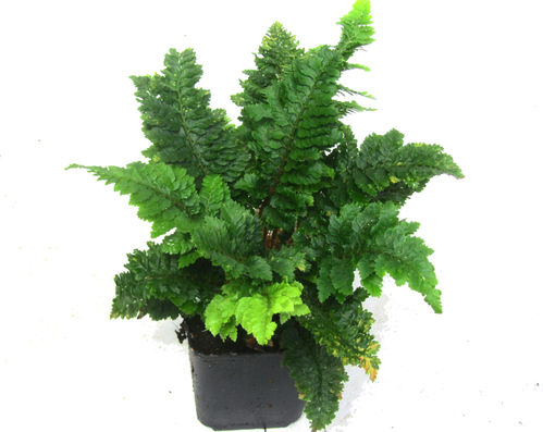 Kompakter Filigranfarn - Polystichum   'Casparii' - Rarität