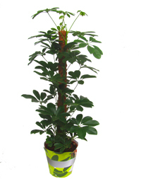 Schefflera arboricola - kleine Strahlenaralie am Moosstab