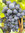 Weinrebe 'Erdbeertraube'- kernarm, pilzresistente Tafeltraube blau- veredelt