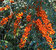 Sanddorn 'Friesdorfer Orange' - Hippophae rhamnoides - Wildobst