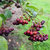 Aronia prunifolia 'Viking' Buschbaum - Apfelbeere - Wildobst