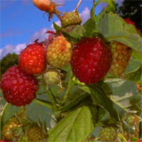 Himbeere 'Himbo-Top' ®  herbsttragend -  Rubus idaeus - Beerenobst