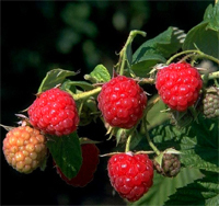 Himbeere 'Himbo-Star' ®   -  Rubus idaeus - Beerenobst sommertragend