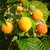 Himbeere 'Fallgold ' ®   -  Rubus idaeus - Beerenobst