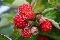 rote Brombeere  'Dorman Red'    -  Rubus fruticosus  - Beerenobst
