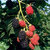 Brombeere 'Black Satin'    Rubus fruticosus    -  Rubus fruticosus  - Beerenobst