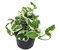 Epipremnum aureum N'Joy - Efeutute 12 cm Topf als Hängepflanze - Zimmerpflanze