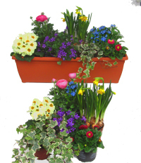 Pflanzen-Set für 60 cm  Balkonkästen-Frühling