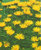 Inula ensifolia gelb - Zwergalant