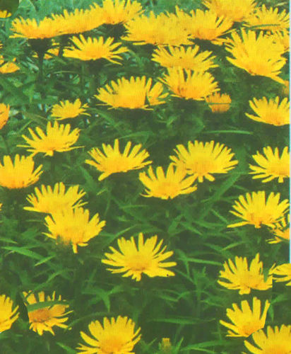 Inula ensifolia gelb - Zwergalant