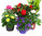 Pflanzen Set für Schale und Kübel mittelgroß 35-40 cm Durchmesser