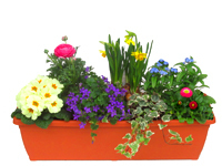 Bepflanzter Frühlings Balkonkasten 60 cm im Bewässerungskasten