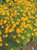 Coreopsis verticillata - Mädchenauge goldgelb