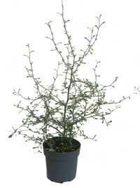 Corokia 'Maori green   -  Zickzackstrauch -  Zimmerpflanze / Balkonpflanze