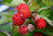 Cranberry  - Vaccinium macrocarpon -  Beerenobst