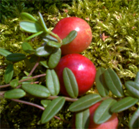 Cranberry  - Vaccinium macrocarpon -  Beerenobst