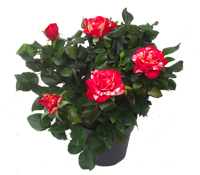 Rosa Hit Imola - maleriische Rose im 12 cm Topf