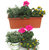Balkonpflanzen-Set für Balkonkästen 40-60 cm lang Sommer