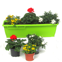 Balkonpflanzen-Set für Balkonkästen 60 cm lang Sommer