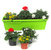 Balkonpflanzen-Set für Balkonkästen 60 cm lang Sommer