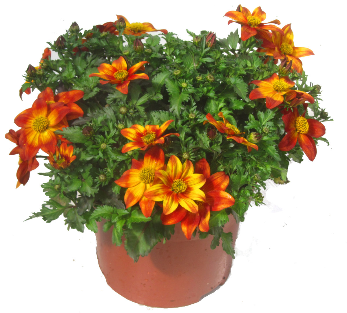 Bidens Ferulifolia Orange Bee Dance Pflanzen Versand Harro S Pflanzenwelt Kaufen Bestellen Online